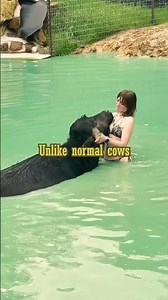 Meet & learn all about our Water buffalo at Oak Meadow Ranch! Www.oakmeadowranch.com to book!