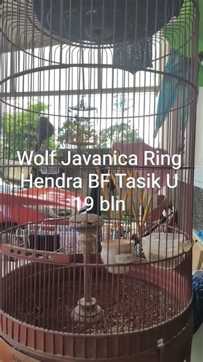 Ngiring nyimpen BR Java Wolf U 19 bln Ring Hendra BF Tasik