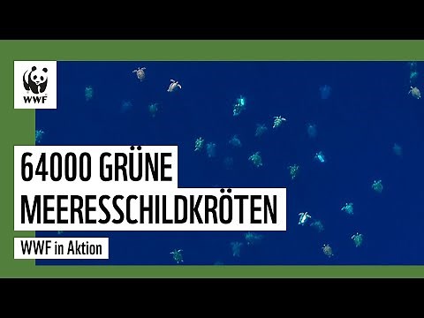 Naturspektakel: 64.000 Grüne Meeresschildkröten | WWF Deutschland