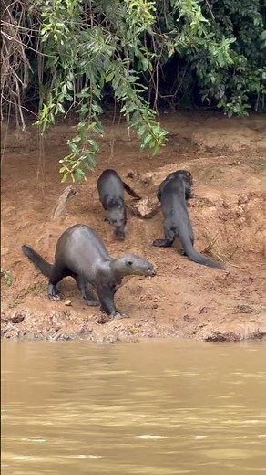 Big family of Giant Otters - Pantanal, Brazil