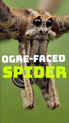 “This Spider Throws Its Web to Hunt 😳 | Ogre Faced Spider Explained”