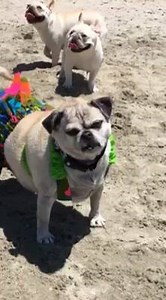 The Pawmazing Crew on Reels