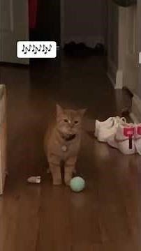 I GO MEOW ORIGINAL | Cala the 'I go meow' cat original meowing clip