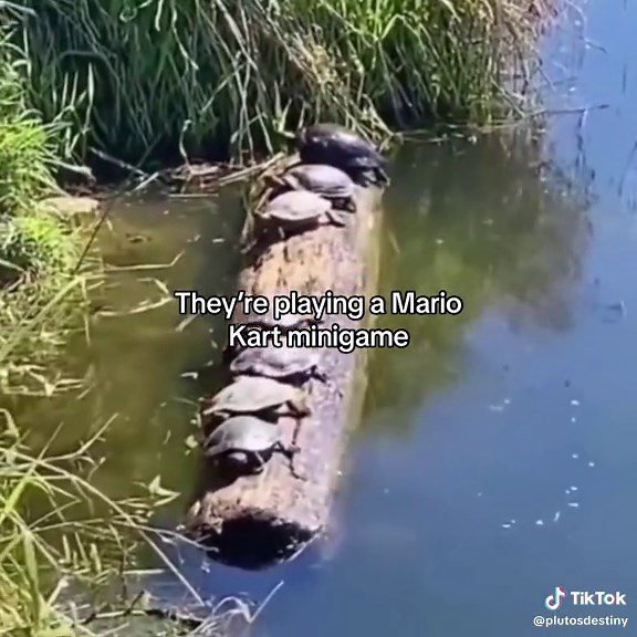 Animal Kingdom Emotions: Angry at Inanimate Objects