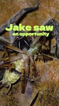 A Huntsman Spider Moved In With Them