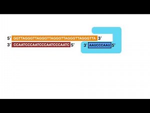 Bioanimation -- End replication problem: Telomere shortening