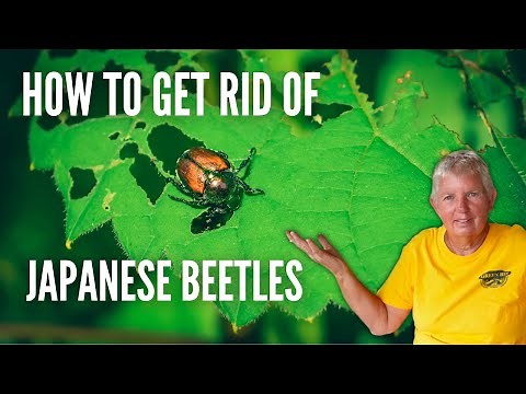 Japanese Beetle Control: The Ultimate Guide for a Beetle-Free Garden