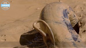 全球对自己最狠的鱼，专家解剖后发现：为了生存吃掉一半身体！