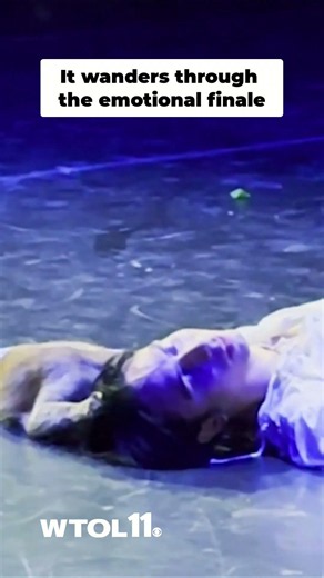 Cat steals the spotlight during Romeo and Juliet ballet finale in Turkey