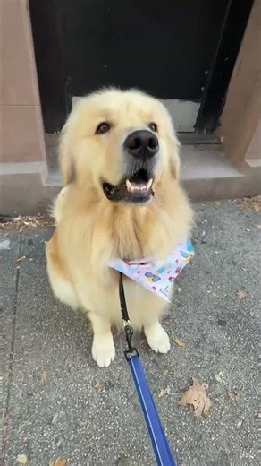 Golden Retriever's Hilarious Grooming Aftermath 🐶✨ #GoldenRetriever #PetGroomingFun