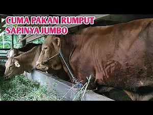 PENGGEMUKAN SAPI CUMA DENGAN PAKAN RUMPUT - HASILNYA JADI SAPI JUMBO