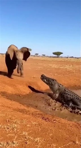 Elephant Calf's DESPERATE Fight Against Croc & Hyena!