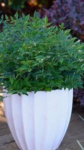 Big news for a little shrub — Magical Lemon Lime®️ Nandina has been crowned Shrub Plant of the Year of the Year 2026! 🏆🌿✨ – Zesty foliage that glows from fresh lime green to vibrant lemon tones year-round 🍋💚 – Naturally compact habit that holds its shape with no pruning required ✂️ – Tough, adaptable and easy-care, thriving in a wide range of garden conditions 🌱☀️ This reel shows just how truly easy Magical Lemon Lime®️ is to care for, making it a brilliant addition to any existing garden, 