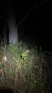 190K views · 4.2K reactions | ‼️掠Baby Bluetick found one掠‼️Back...