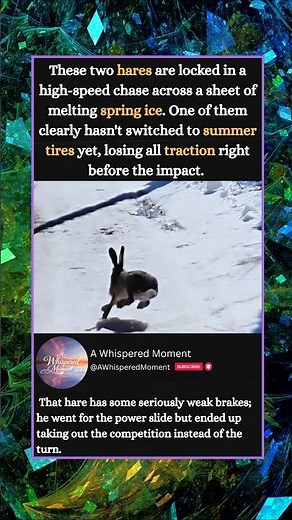 HARES LOSE TRACTION ON SPRING ICE