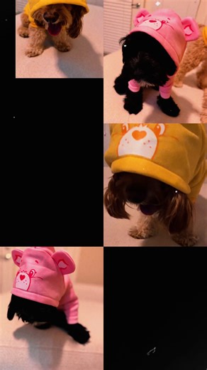 Pawsitively Blaze: Funshine & Cheer Bear Adventures