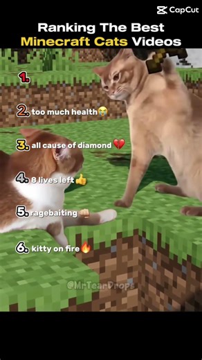 Funny Minecraft cat videos