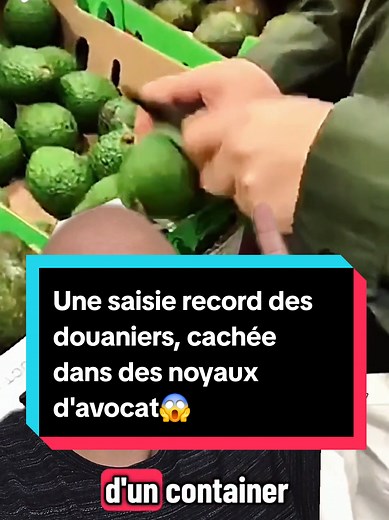 Saisie record de drogue cachée dans des noyaux d'avocat
