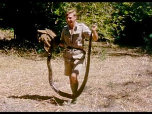 Young Attenborough Catches a Python | #Attenborough90 | BBC Earth