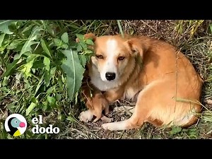 Perrita y sus cachorros son rescatados de la calle | El Dodo