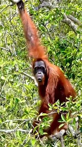 Luar Biasa 🦧🦧‼️ Kecerdasan Orang Hutan Yang Mengagumkan di Alam Bebas Hutan Tropis.#ExploreAlam #OrangHutan #SatwaLangka #Petualangan #Primata | Susantho Marampoet Jha