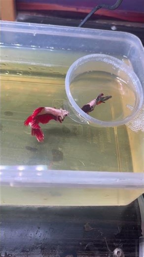 How to breeding betta fish in beginners??#bettabreeding #bettafish #vmh #‪@Vmhobbiess‬