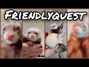 Ferret Dancing | TikTok Compilation #6 from @friendlyquest