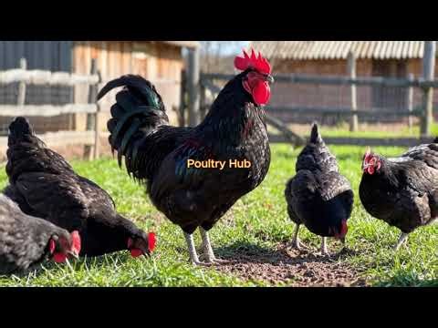 A realistic farm video of a glossy black rooster
