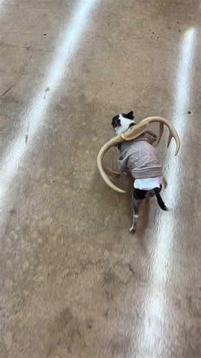 When we set up the 3D targets, everyone has to chip in #pepito #chicago #chicagoarchery #hoyt #bowtech #mathews #elite #rineharttargets #deltamckenzietargets | Chicago Archery | Facebook