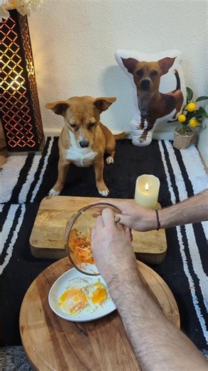 My little friend has a better breakfast than I do#dog #puppy #cooking #dogfood