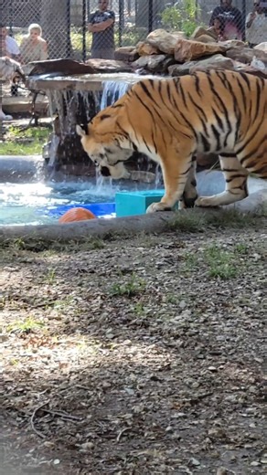 4.7K views · 264 reactions | InSync is celebrating 13 incredible...