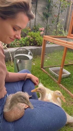 What happens when you hatch a bunch of eggs 🦆🐣 #ducks #runnerducks #pets