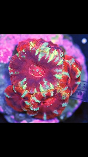 13 reactions | Rare Acanthastrea Lordhowensis slurping some Reef-Roids #polyplab available at @aqua_sd Don’t forget the #polyplab on your posts and follow us @polyplab <—  #reeftank #reeftanks #reeftanksofinstagram #reefaquarium #reef2reef #reefers4reefers #reefcandy #reefaddict #aquariumhobby #aquariumsofinstagram #aquariumlife #reefpackworldwide #allmymoneygoestocoral #reefporn #aquariumlifxer | Polyplab | Facebook
