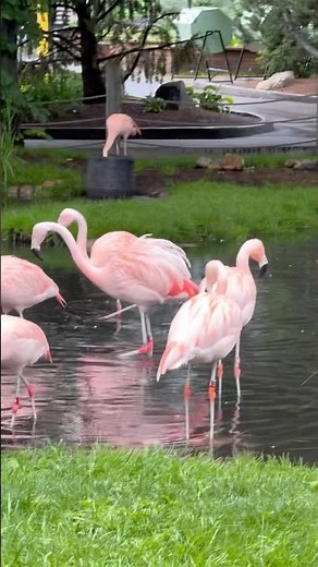 Group of Flamingos Enjoying Water… Until a Fight Breaks Out 🦩👀 #Flamingos #Birds #Wildlife #short
