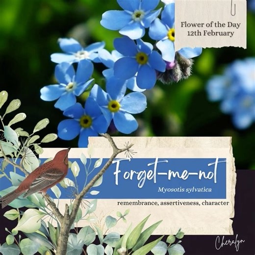 🌸 Flower of the Day - 12th February 🌸 Forget-me-not (Myosotis sylvatica) The Language of Flowers: Remembrance • Assertiveness • Character Today’s flower is the Forget-me-not, a quiet prompt for reflection and moral clarity. It reminds us that character is shaped through attention, memory and conscious choice. When you pause to learn from the day just lived, you strengthen your sense of self and your ability to stand with purpose. 🌍 Origin Forget-me-not is native to Europe and parts of Asia, g