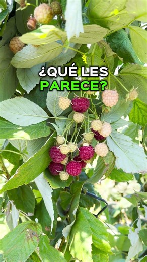 Es rentable el cultivo de frambuesas?