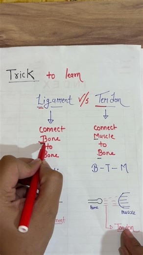 Difference between ligament and tendon?