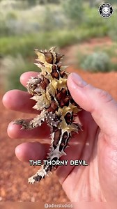 13K views · 536 reactions | Thorny Devil 年 Spiky Lizard with 2 HEADS! #thornydevil #lizard #lizards #lizardlover #lizardlife #lizardlove #lizardlovers #wildcreatures #wildlife #lizardofinstagram | 1 Minute Animals | Facebook