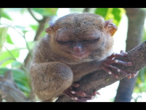 5 Facts about Tarsiers