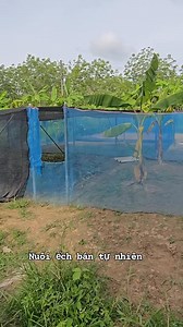 974 reactions · 75 shares | Xem nông nghiệp Thái mà mê quá. Những thứ này sẽ được copy paste về #Trexanh3mien nhé. | Tho Ngo | Facebook