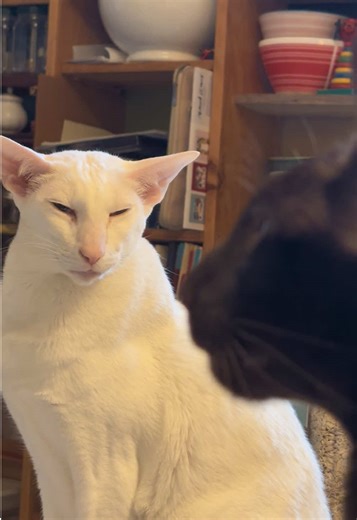 Chit chat moment #handsome #normancat #stanleycat #cat #chat