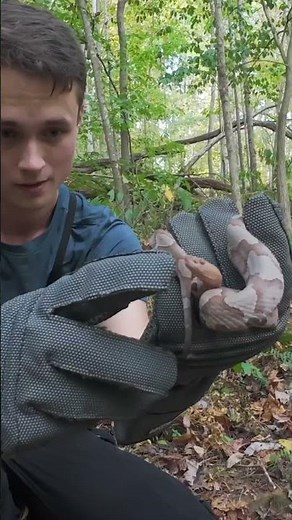 BITTEN BY A VENOMOUS SNAKE!
