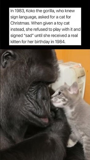 Gorilla Asks For Cat Using Sign Language