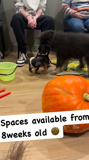 Building confidence and resilience in young puppies reduces the chances of behaviour problems later in life! Click here to find out more! https://calendly.com/ruthspetbehaviourservices/puppy-learn-play-8-16weeks | Ruths Pet Behaviour Services