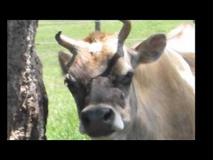 old macdonald had a farm.wmv