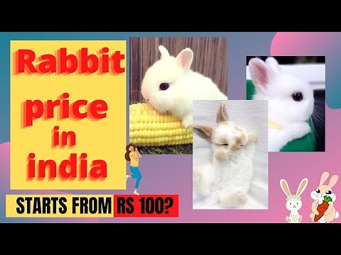 Rabbit price in india || rabbit