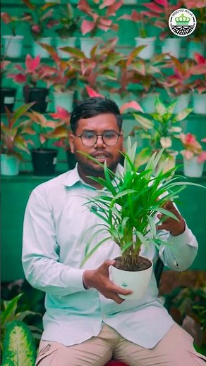 Pandanus Plant Care | Bright Light & Moderate Watering Tips | RootsRaja