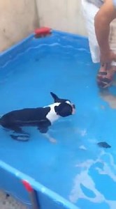 Berlin playing in the water! via Anjia Doe | BuzzSharer Boston Terriers