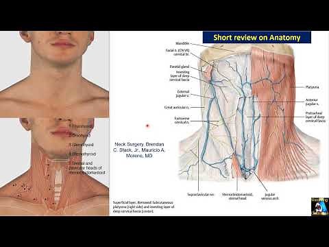Vascular Ultrasound: Carotid Part 1: Scanning ICA / ECA