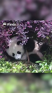 So easy! A brilliant panda will help herself take a colorful picture... #HiPanda #PandaMoment #CCRCGP | iPanda
